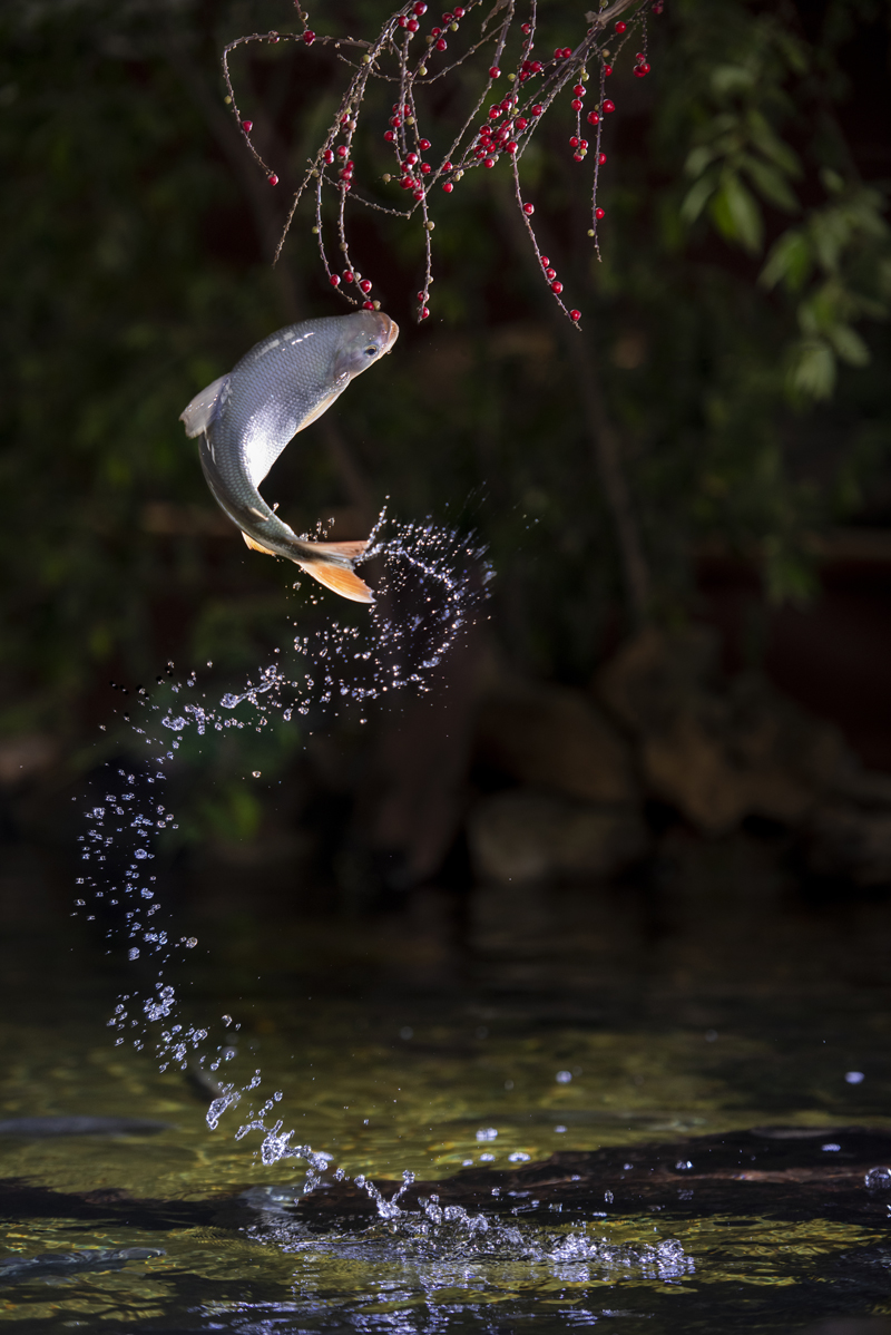 Bonito - Photo by Hudson Garcia (1)